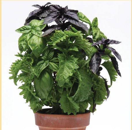 TRY BASIL SIMPLYHERBS™