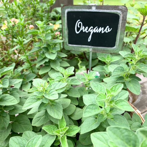 Oregano SimplyHerbs™ (FREE SHIPPING)