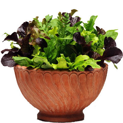 Fall DELUXE Garden Grow Kit PLUS FREE BONUS eBOOK-FREE SHIPPING