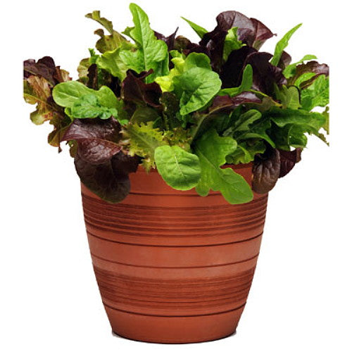 Fall DELUXE Garden Grow Kit PLUS FREE BONUS eBOOK-FREE SHIPPING