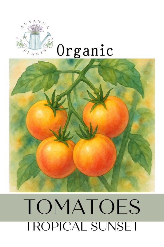 Tomato Tropical Sunset Organic Seed