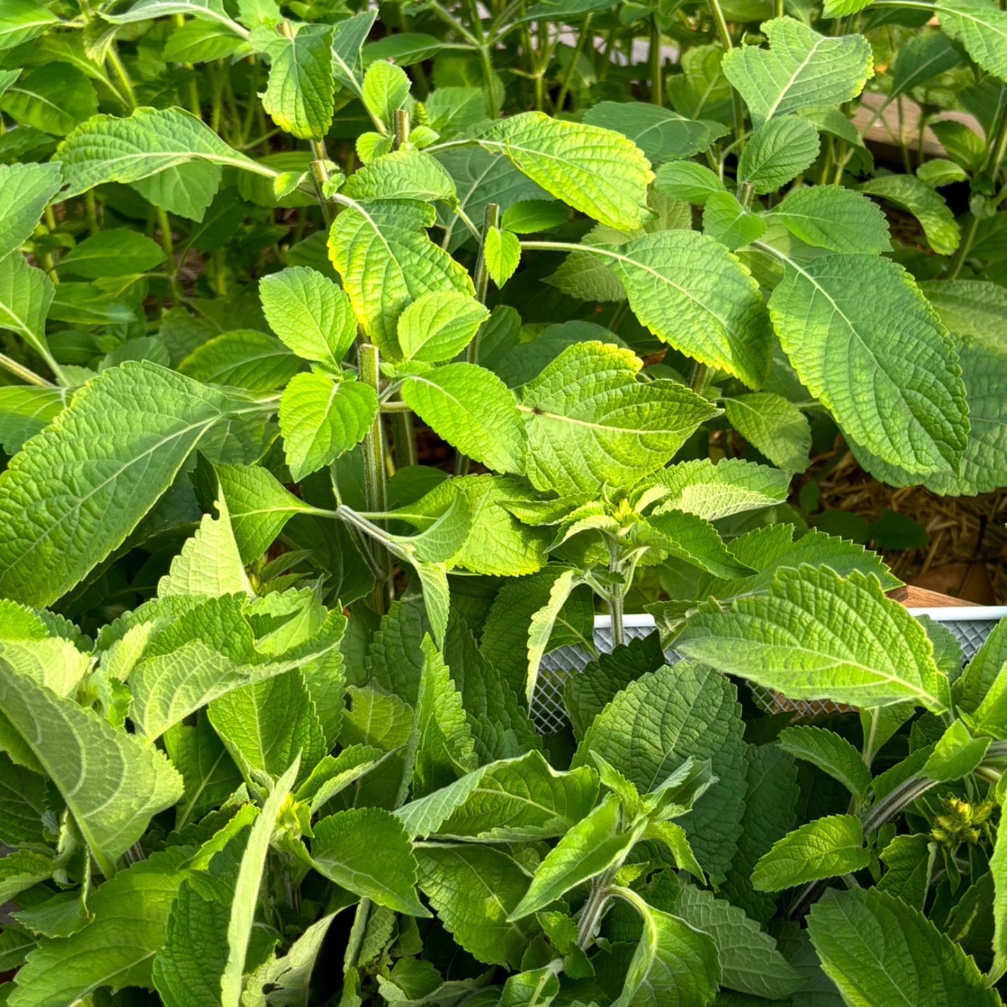 Vana Holy Basil - Premium Loose Leaf Herb (Sample Size)