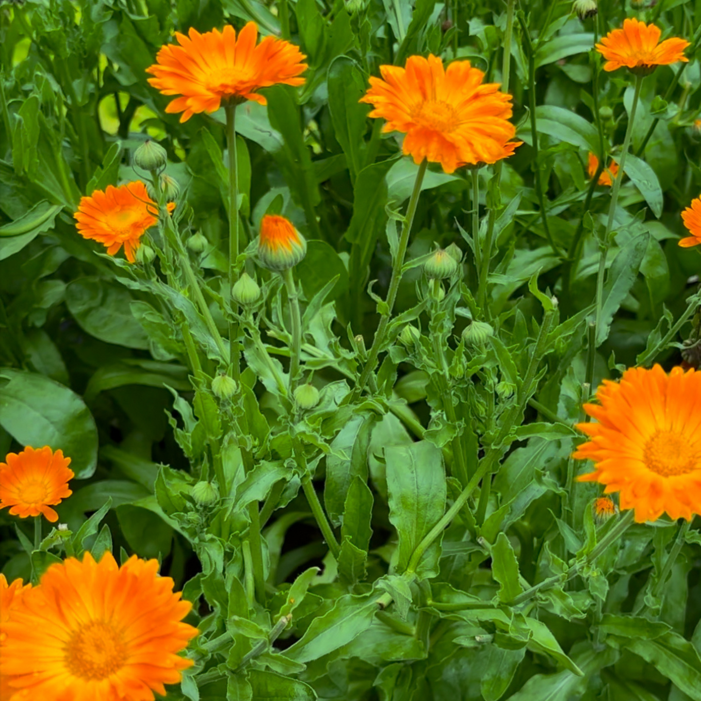 Calendula Flowers - Premium Loose Leaf Herb (Sample Size)