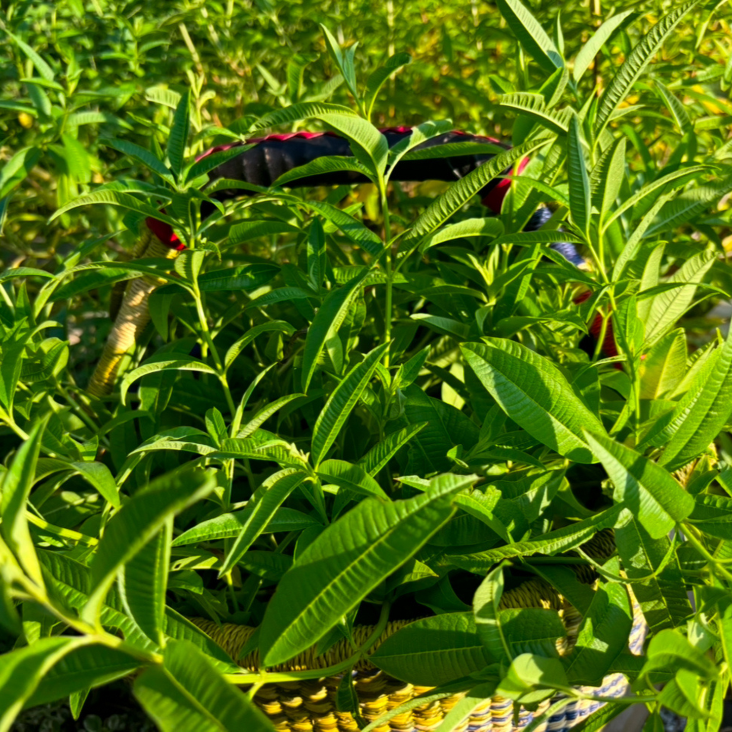 Lemon Verbena - Premium Loose Leaf Herb (Sample Size)