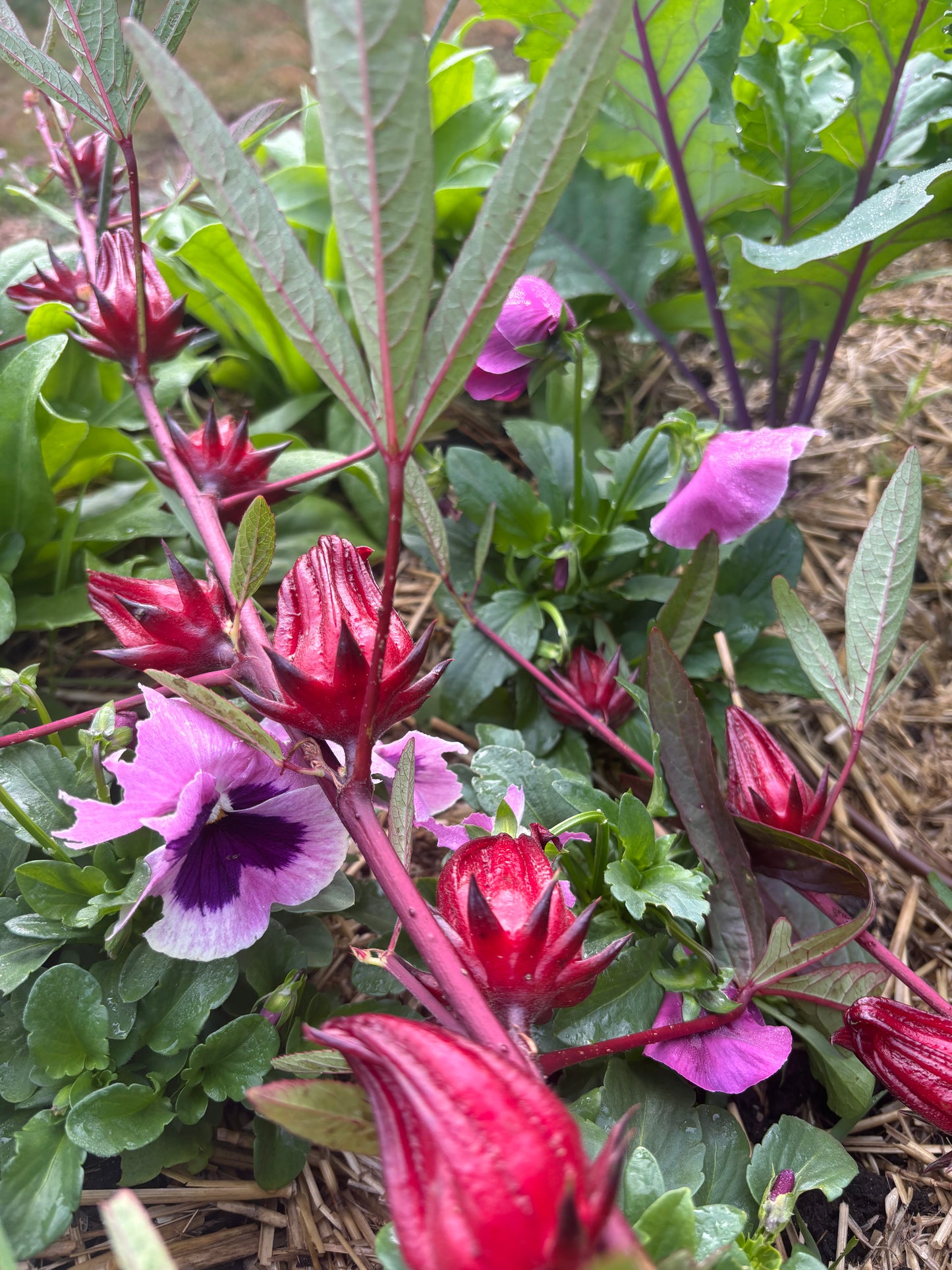 Roselle Seeds (Hibiscus sabdariffa) (FREE SHIPPING)