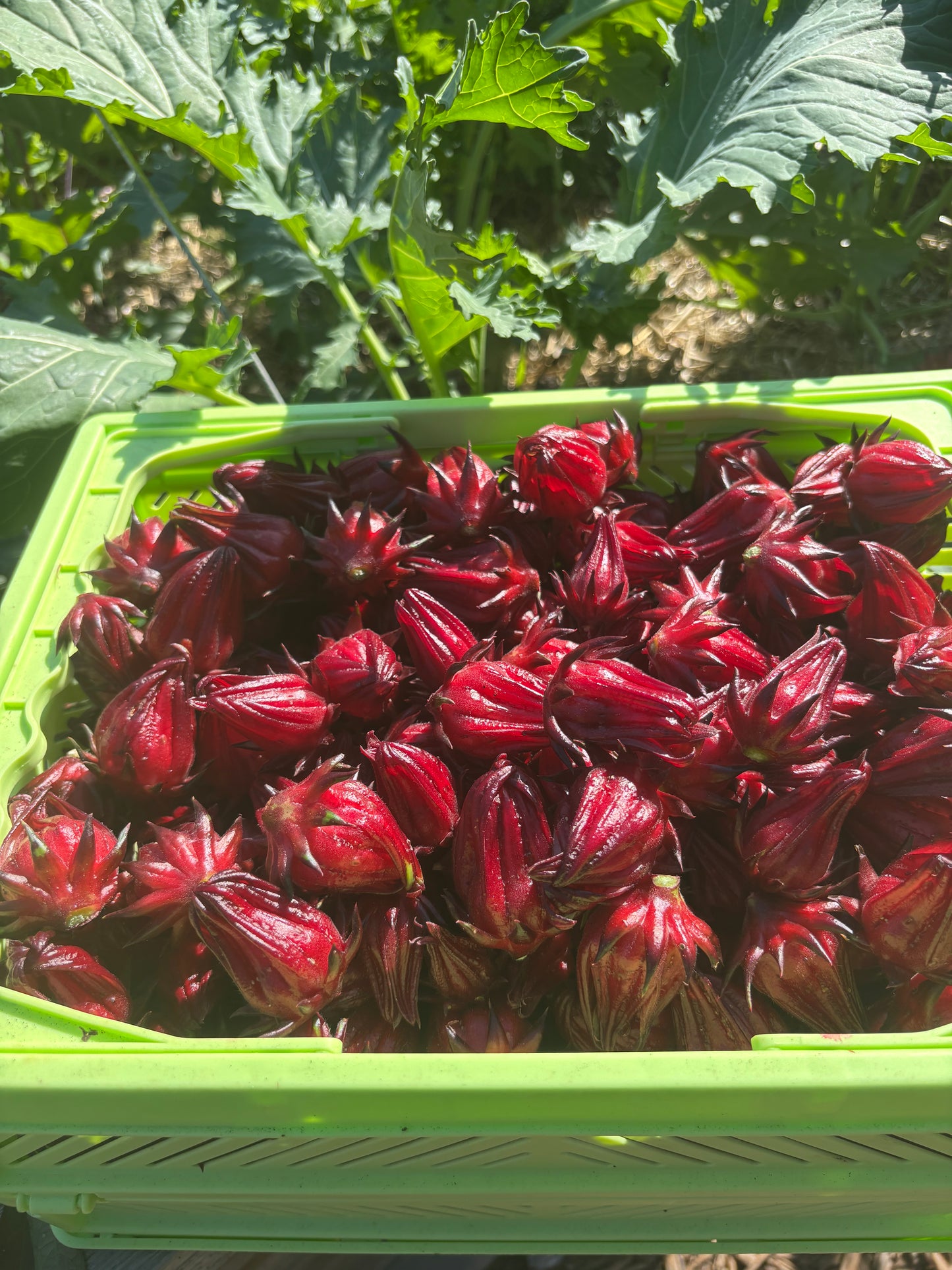 Roselle Seeds (Hibiscus sabdariffa) (FREE SHIPPING)