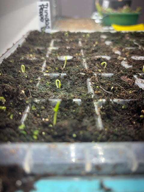 Trinidad Scorpion Pepper Seeds (FREE SHIPPING)