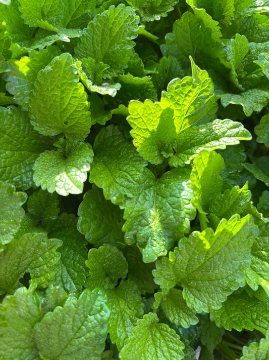 Lemon Balm - Premium Loose Leaf Herb (Sample Size)