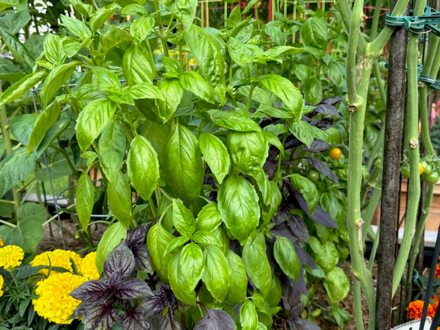 TRY BASIL SIMPLYHERBS™