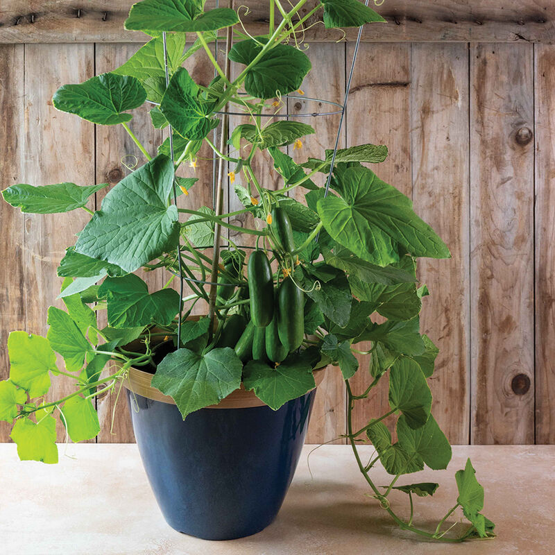 Quick Snack Cucumber Seeds