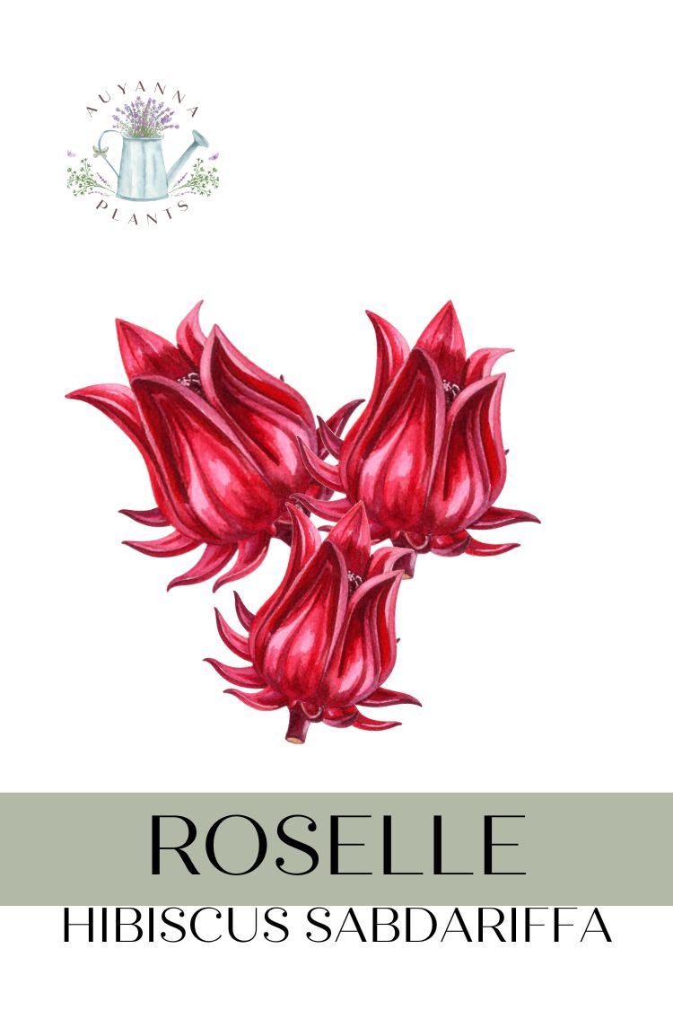 Roselle Seeds (Hibiscus sabdariffa) (FREE SHIPPING)
