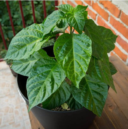 Trinidad Scorpion Pepper Seeds (FREE SHIPPING)